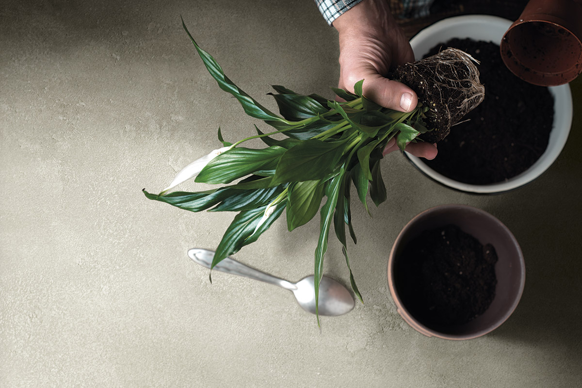 RESISTANT TO MOULD AND MILDEW